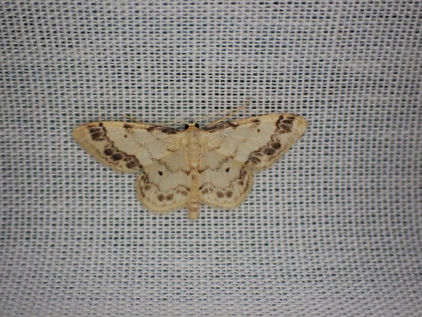 Idaea trigeminata - csúcsfoltos apróaraszoló