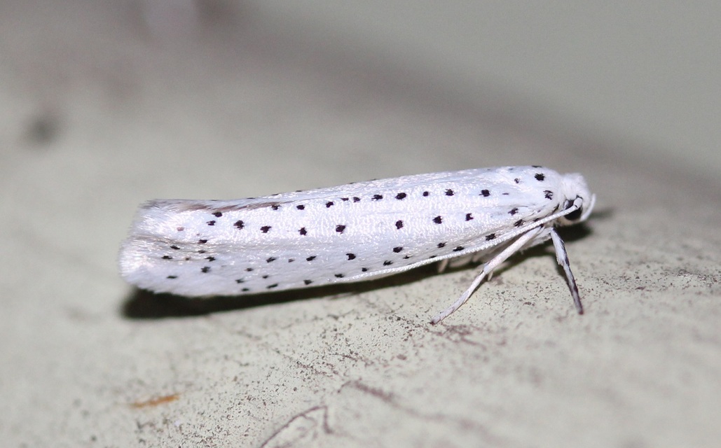 Yponomeuta evonymella - pókhálós májusfamoly