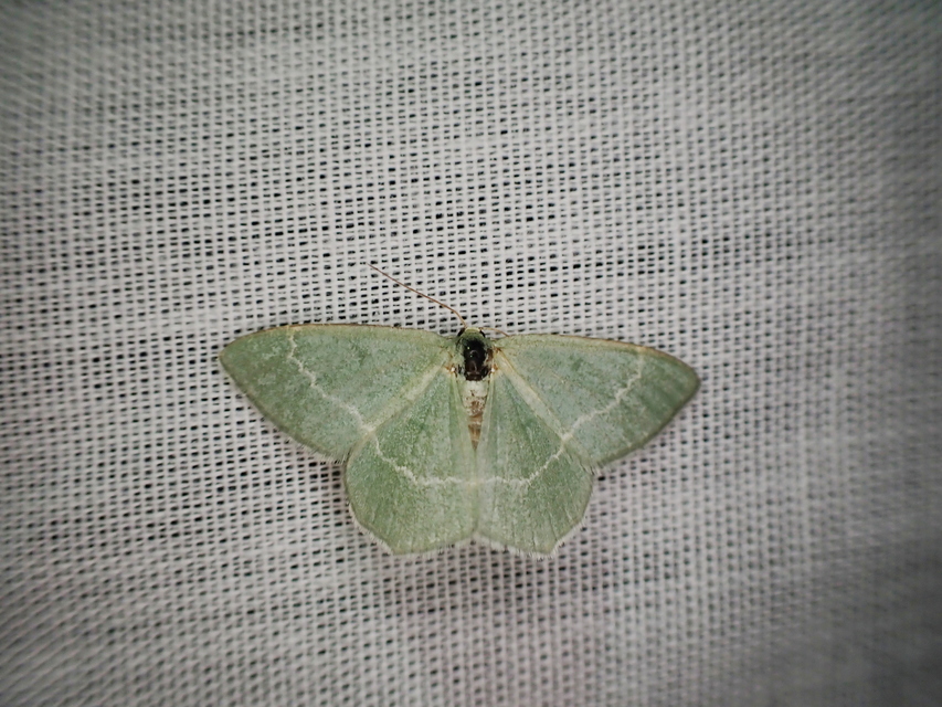 Chlorissa cloraria - sárgászöld araszoló