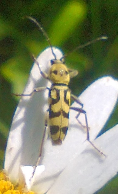 Chlorophorus varius - díszes darázscincér