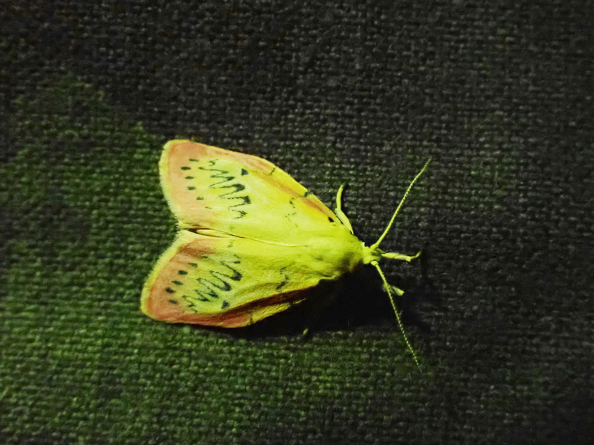 Miltochrista miniata - piros medvelepke