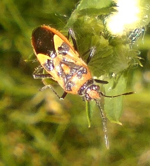 Corizus hyoscyami - piros karimáspoloska