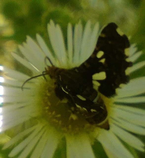 Thyris fenestrella - gyakori ablakosmoly