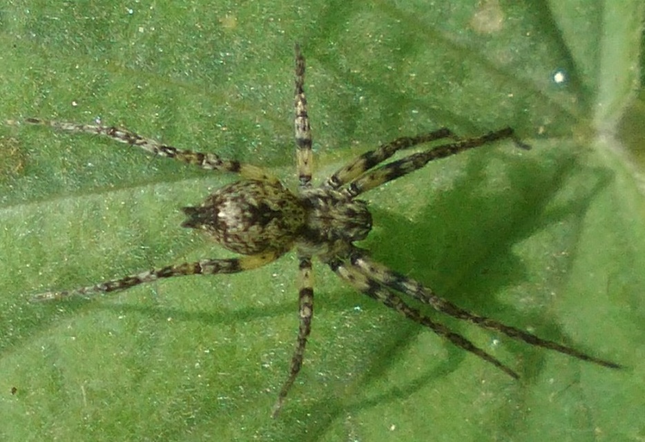 Anyphaena accentuata - jegyespók