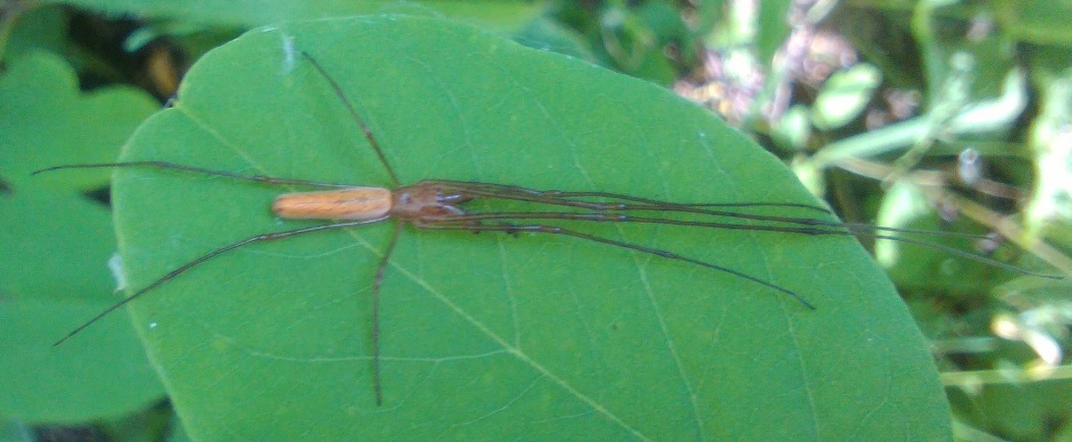 Tetragnatha