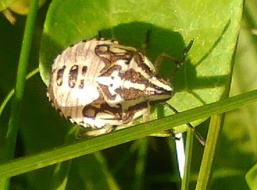 Carpocoris