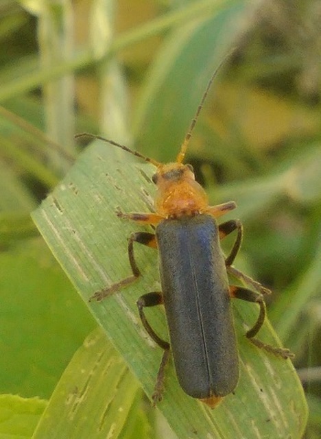 Cantharis livida - mezei lágybogár