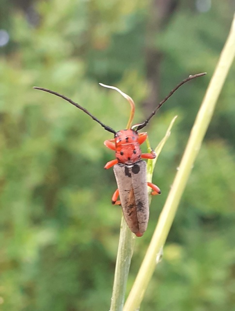 Phytoecia argus - árgusszemű cincér