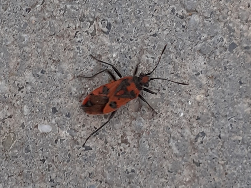 Corizus hyoscyami - piros karimáspoloska