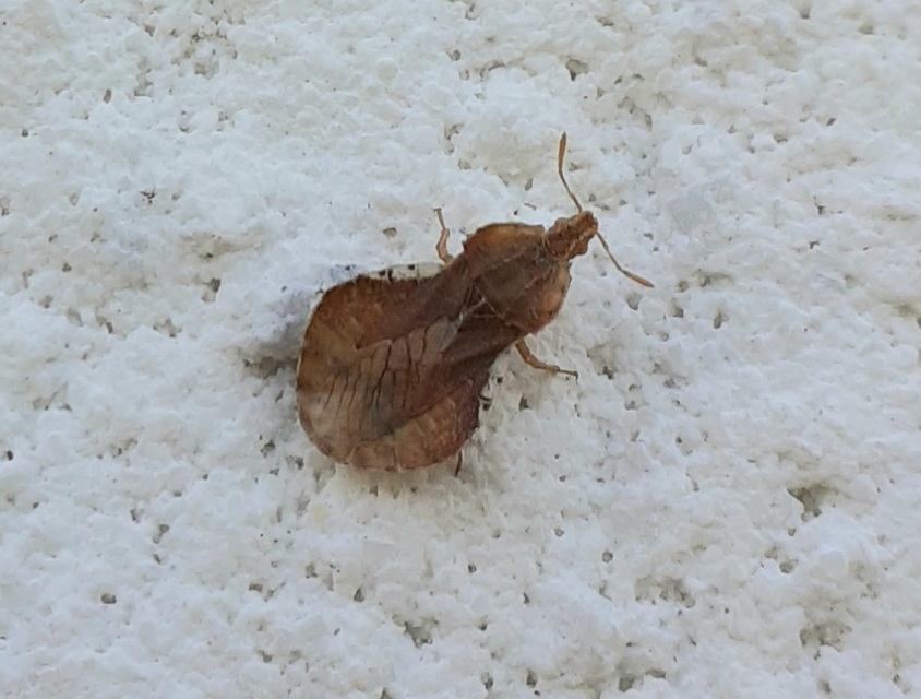 Phymata crassipes - fogólábú poloska