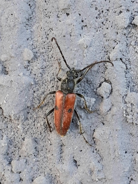 Vadonia unipunctata - kétpettyes virágcincér