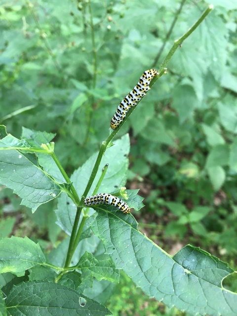 Shargacucullia scrophulariae - görvélyfű-csuklyásbagoly