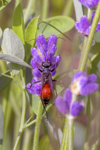 Auplopus albifrons