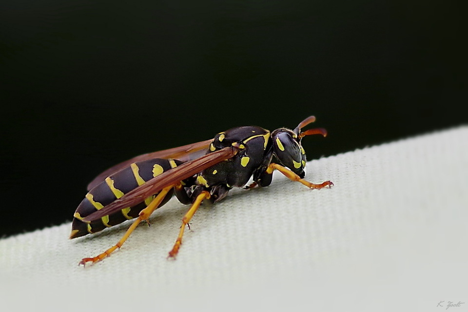 Polistes nimpha - padlásdarázs