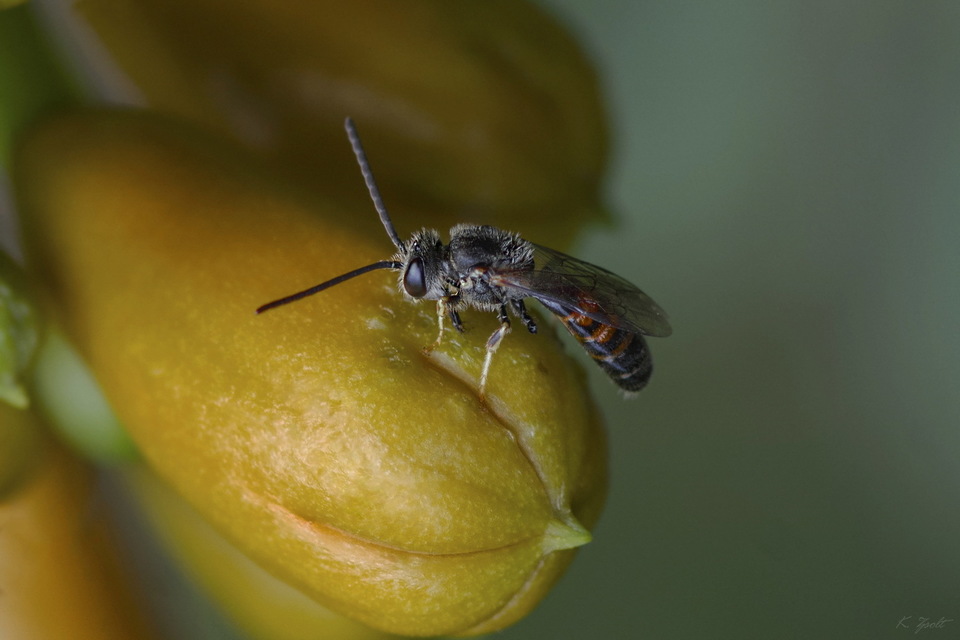 Lasioglossum