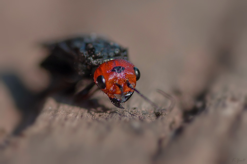 Acantholyda erythrocephala - barnafejű szövődarázs