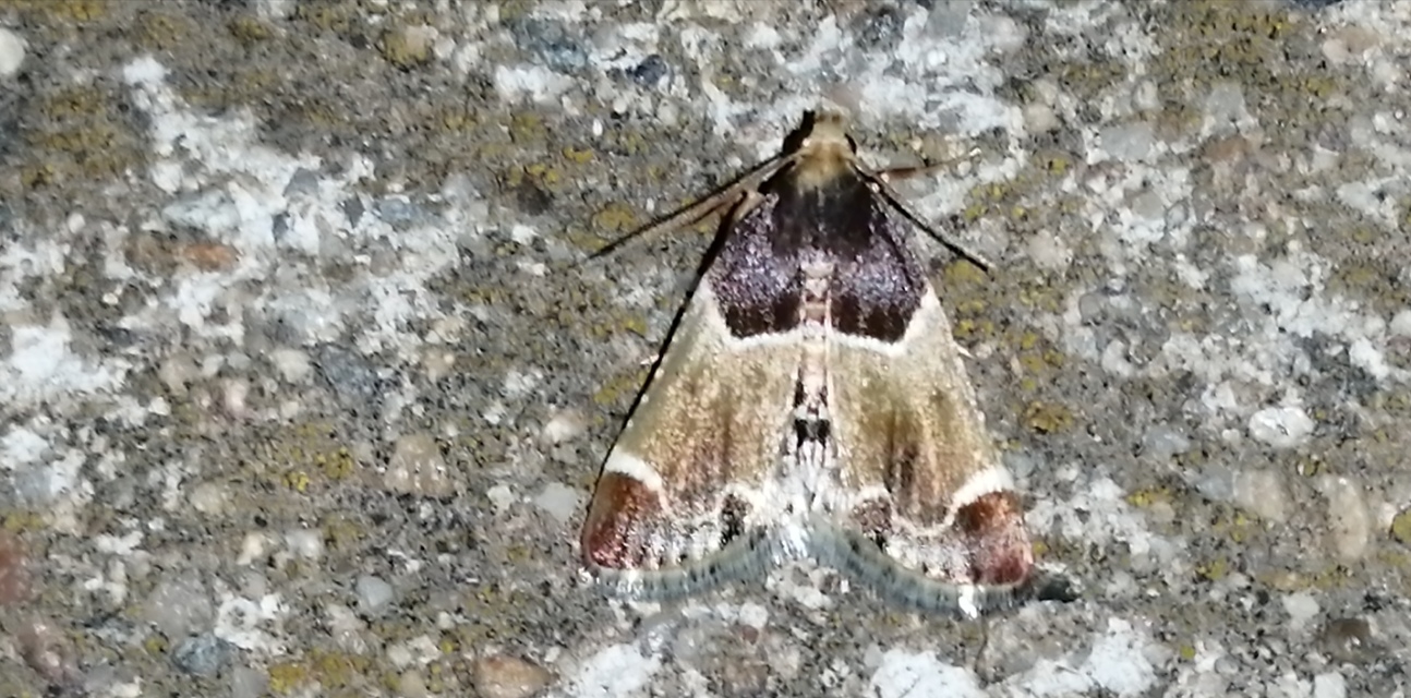 Pyralis farinalis - lisztilonca
