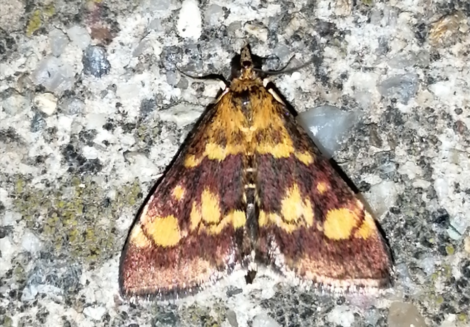 Pyrausta aurata - aranyló bíbormoly