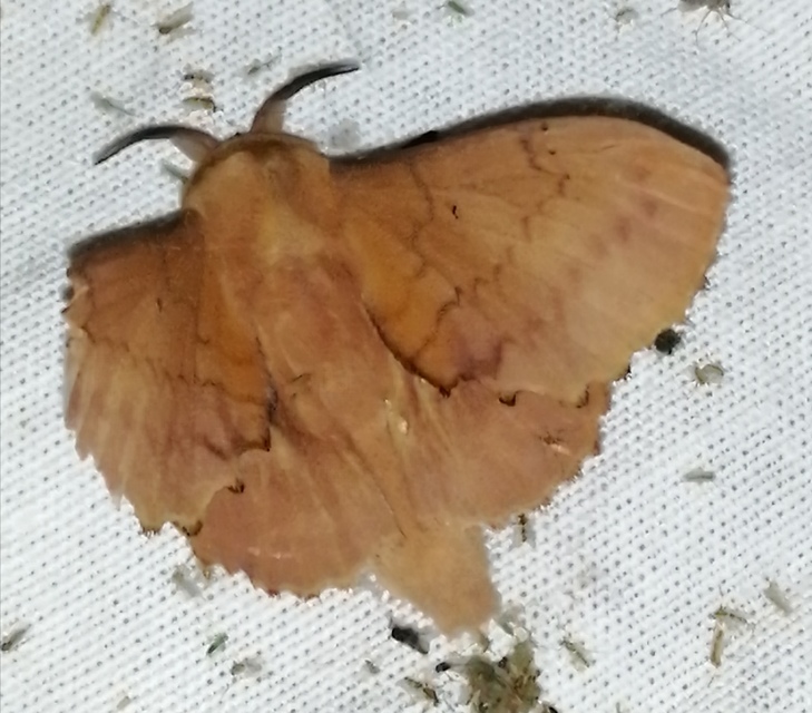 Gastropacha quercifolia - tölgylevélpohók