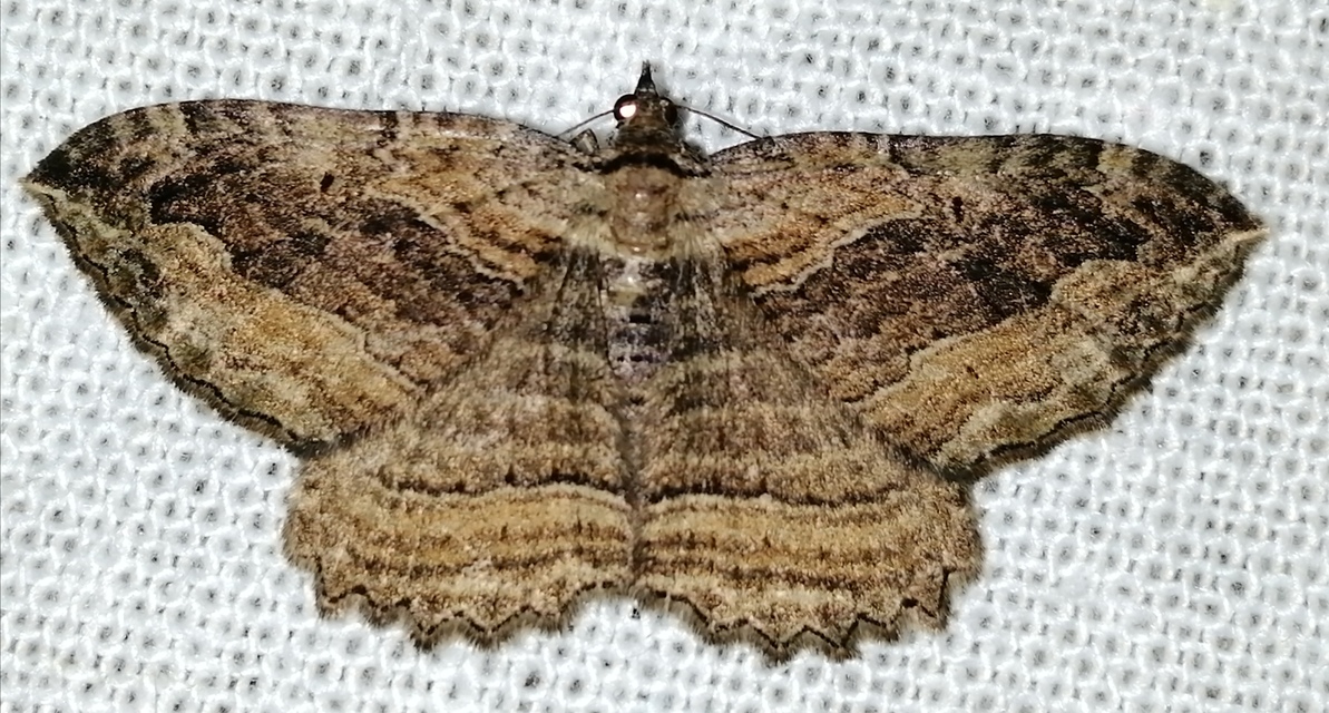 Philereme transversata - varjútövis-araszoló