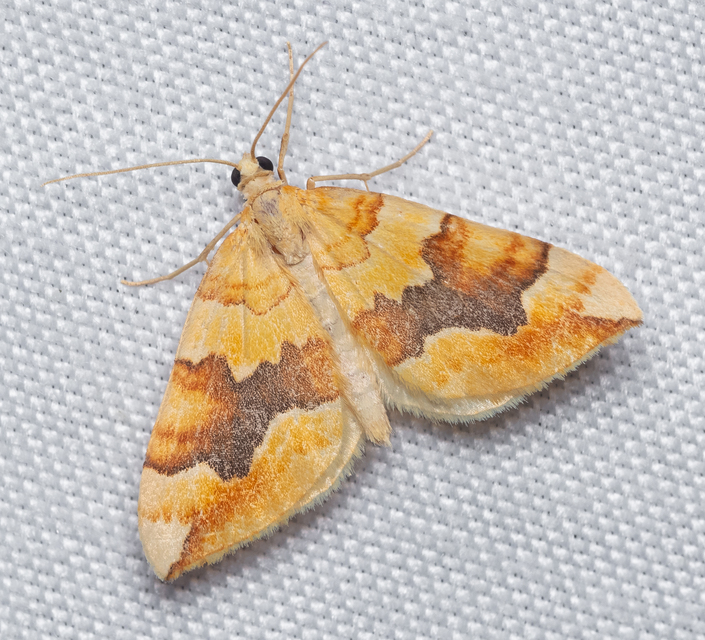 Cidaria fulvata - rózsaaraszoló