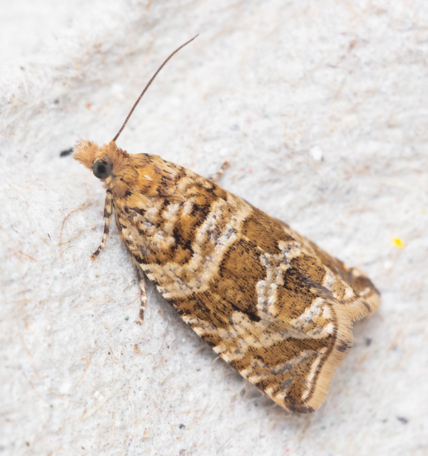 Celypha rivulana - dudvasodró tükrösmoly