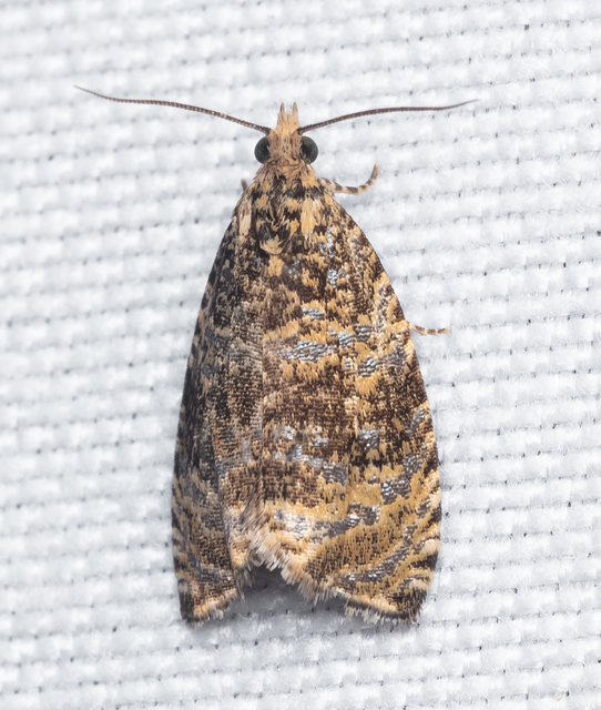Celypha lacunana - vízparti tükrösmoly