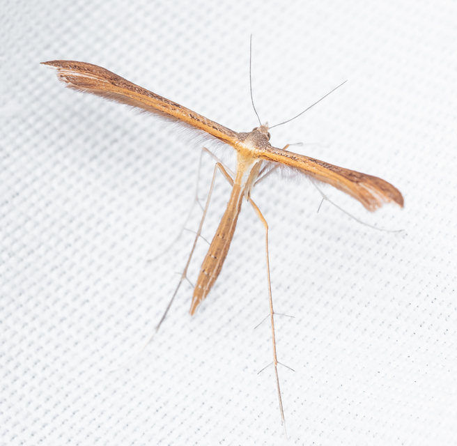 Pterophoridae - tollasmolyfélék