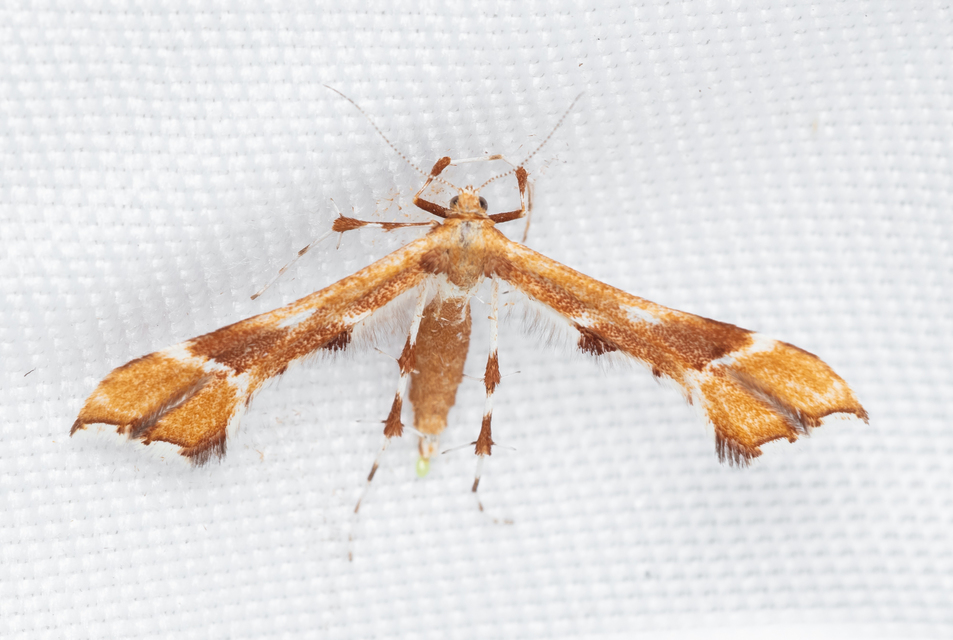 Cnaemidophorus rhododactyla - rózsabogyó-tollasmoly