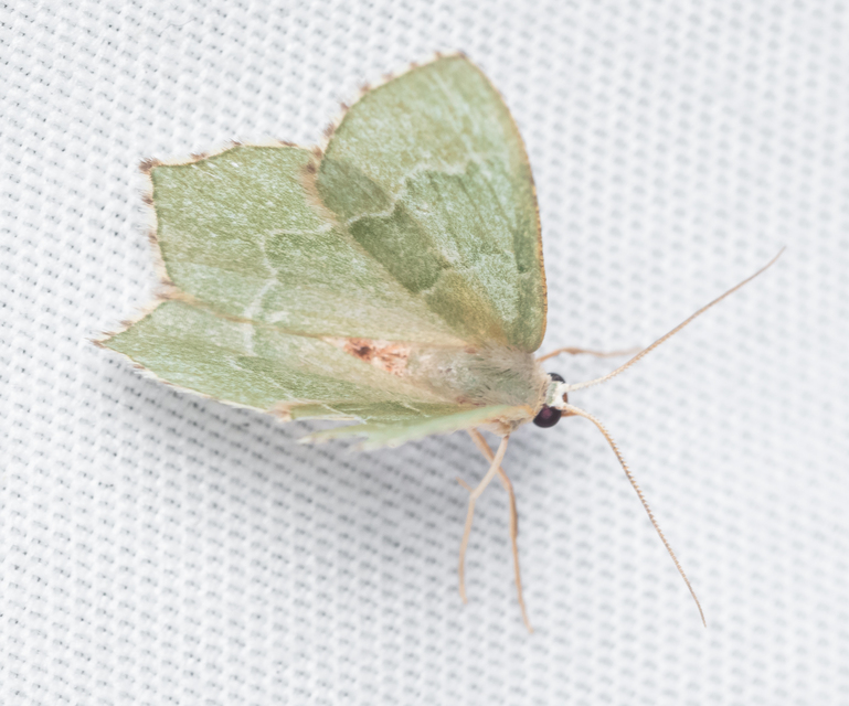 Hemithea aestivaria - nyír-zöldaraszoló
