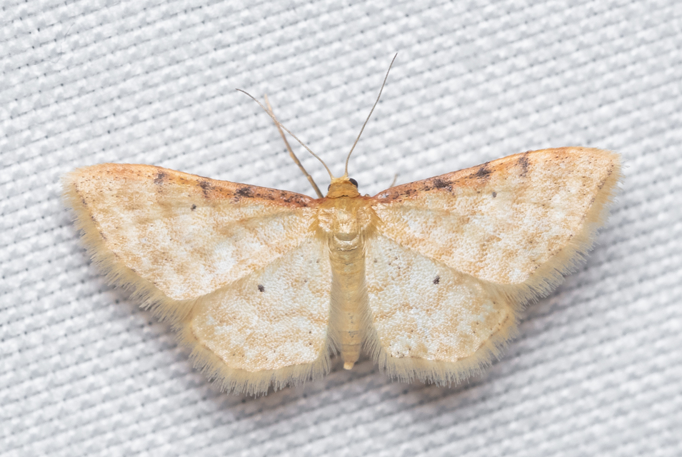 Idaea humiliata - vörösszélű apróaraszoló