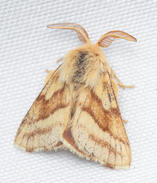 Malacosoma castrensis - kutyatejszövő
