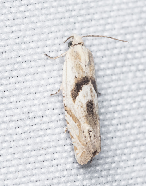 Eucosma metzneriana - ürömgyökér-tükrösmoly