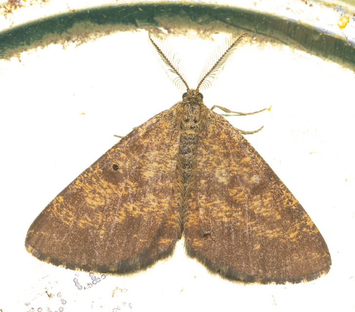 Ematurga atomaria - barna rétiaraszoló