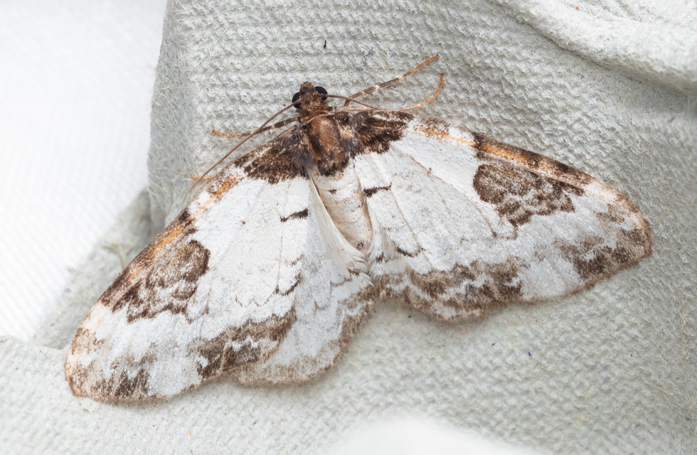 Melanthia procellata - hullámos tarkaaraszoló