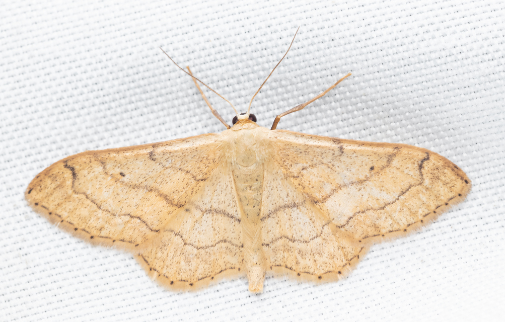 Idaea aversata - nagy sávosaraszoló