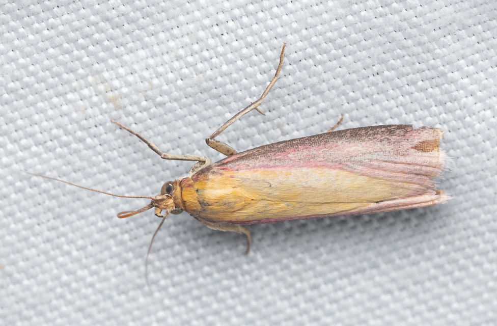Oncocera semirubella - lucernamoly