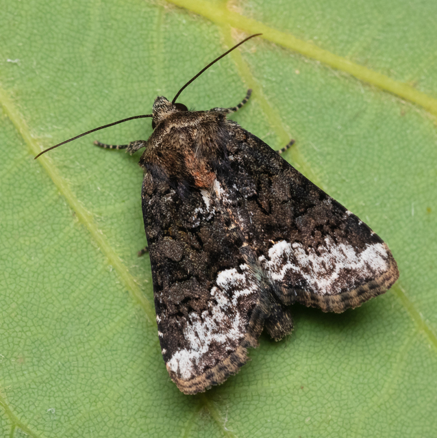 Oligia strigilis - kormos dudvabagoly