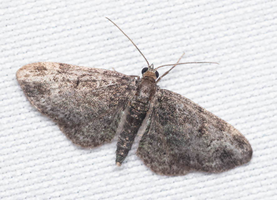 Pasiphila rectangulata - almavirág-araszoló