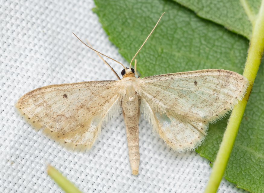 Idaea biselata - mocsári sávosaraszoló