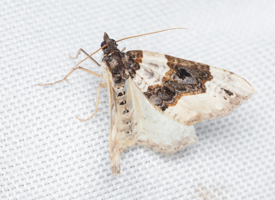 Cosmorhoe ocellata - szemes galajaraszoló