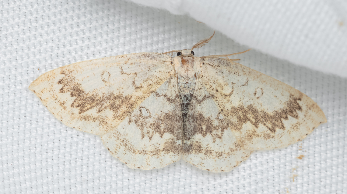 Cyclophora annularia - gyűrűs pettyesaraszoló