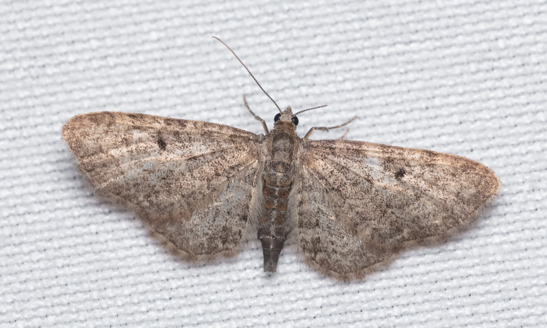 Eupithecia virgaureata - aranyvessző-törpearaszoló