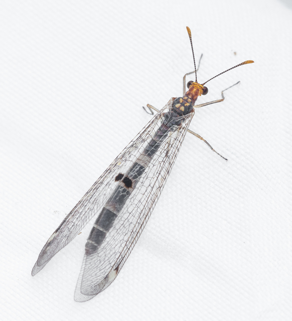 Megistopus flavicornis - kétfoltos hangyaleső