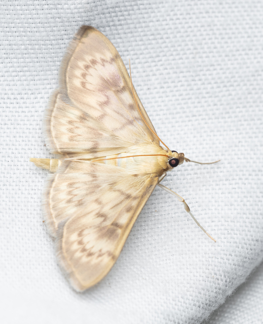 Patania ruralis - csalánevő tűzmoly