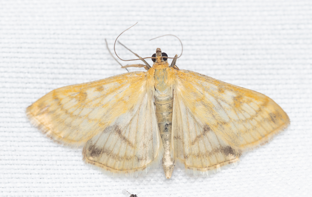 Sitochroa verticalis - világossárga dudvamoly