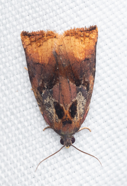 Archips podana - dudvarágó sodrómoly