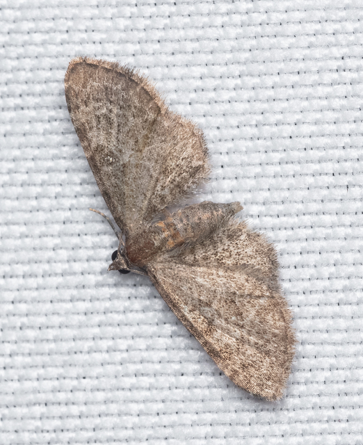 Eupithecia haworthiata - rozsdástestű törpearaszoló