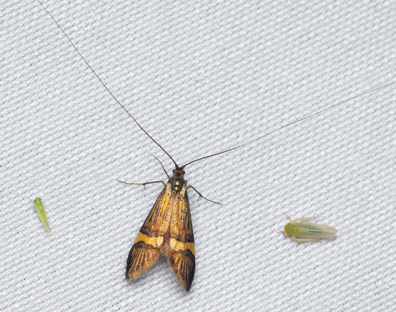 Nemophora degeerella - pompás tőrösmoly
