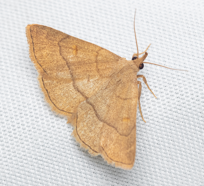Paracolax tristalis - sárgás karcsúbagoly